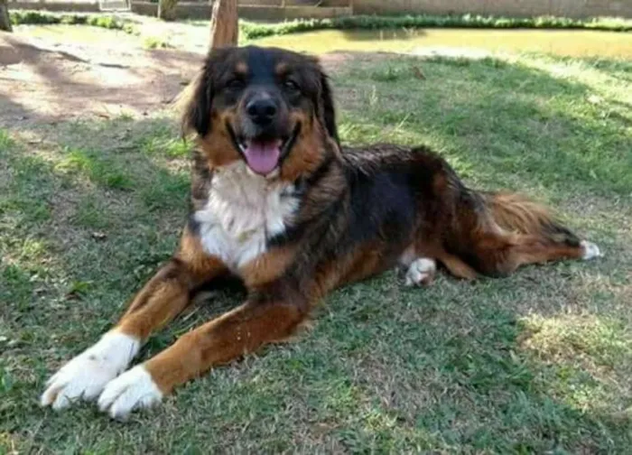 Cachorro ra a srd idade 2 anos nome Oliver