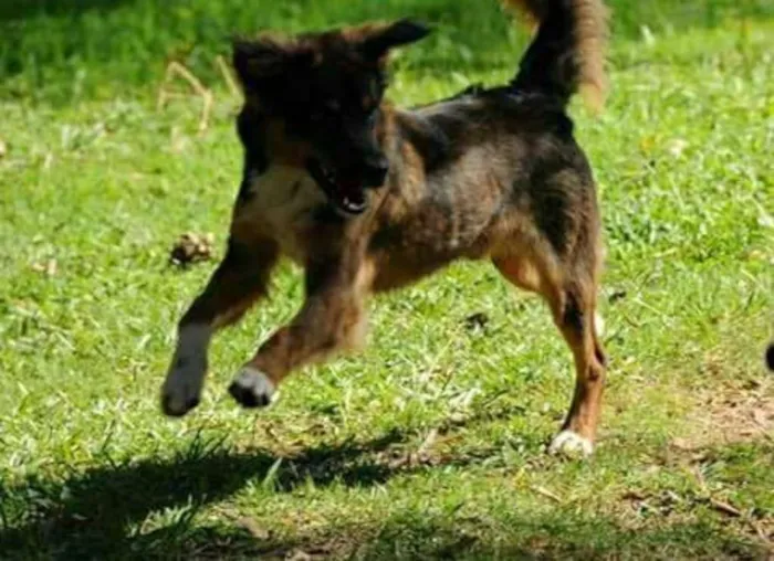 Cachorro ra a srd idade 2 anos nome Oliver