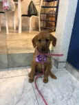 Paçoca