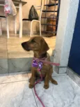 Paçoca