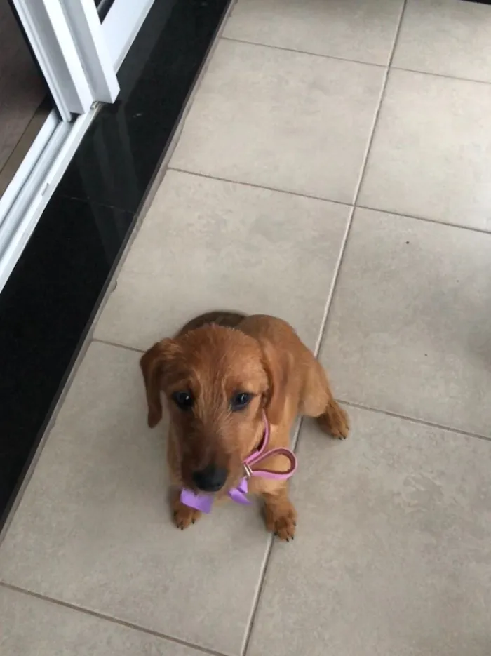 Cachorro ra a Indefinida  idade 2 a 6 meses nome Paçoca 