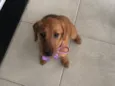 Paçoca