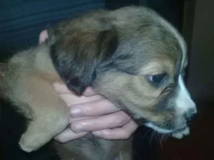 Cachorro raça Sem raça definida idade Abaixo de 2 meses nome Cusquinho
