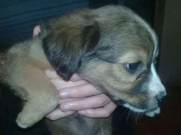 Cachorro ra a Sem raça definida idade Abaixo de 2 meses nome Cusquinho