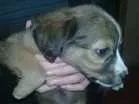 Cachorro raça Sem raça definida idade Abaixo de 2 meses nome Cusquinho