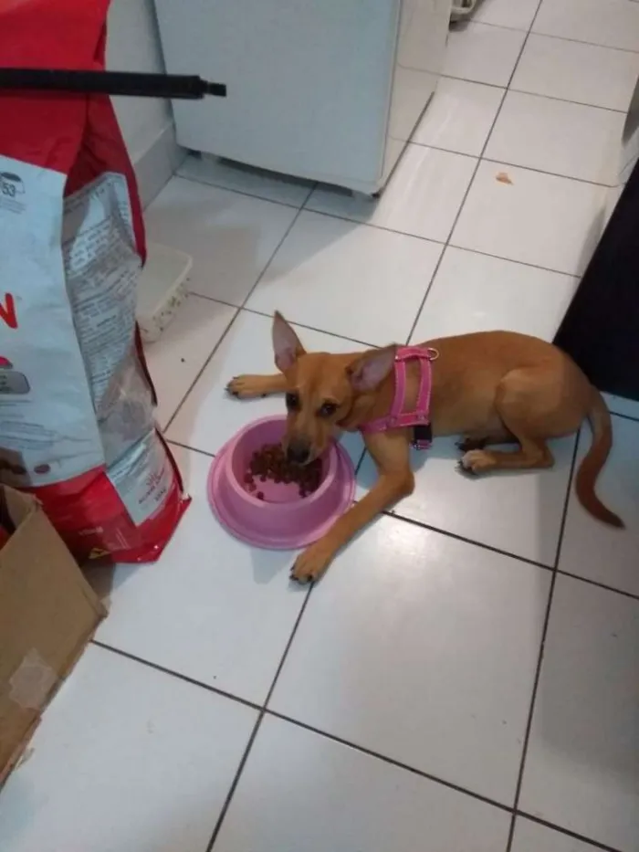 Cachorro ra a Indefinida idade 2 a 6 meses nome Meguy