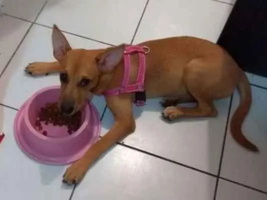 Cachorro ra a Indefinida idade 2 a 6 meses nome Meguy