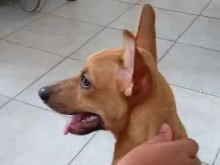 Cachorro ra a Indefinida idade 2 a 6 meses nome Meguy
