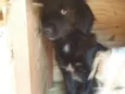 Peluda e dócil