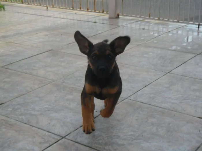 Cachorro raça viralata idade 2 a 6 meses nome Tina e Mikelangela