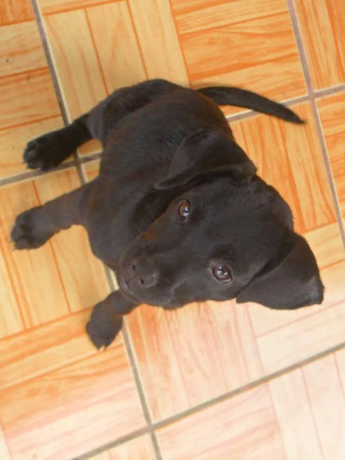 Cachorro raça viralata idade 2 a 6 meses nome Tina e Mikelangela