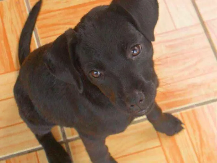 Cachorro raça viralata idade 2 a 6 meses nome Tina e Mikelangela