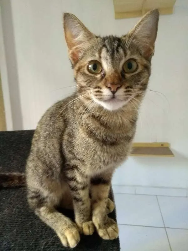 Gato ra a SRD idade 7 a 11 meses nome Pandora