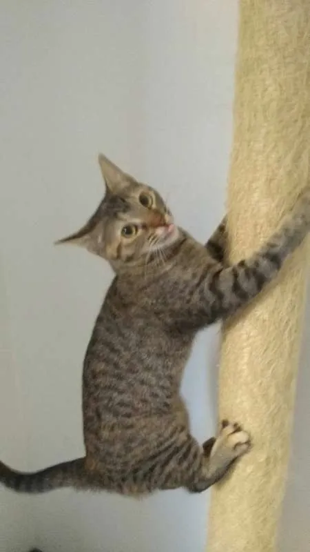 Gato ra a SRD idade 7 a 11 meses nome Pandora