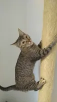 Pandora
