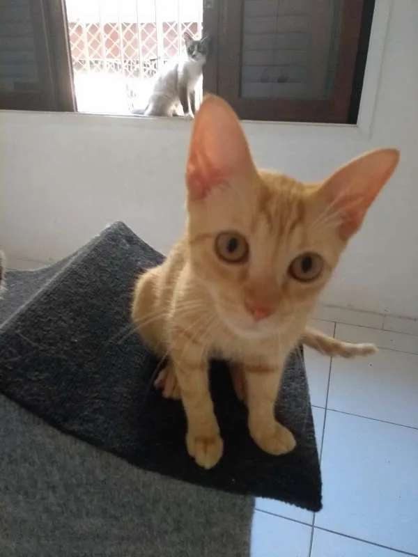 Gato ra a SRD idade 7 a 11 meses nome Quindim