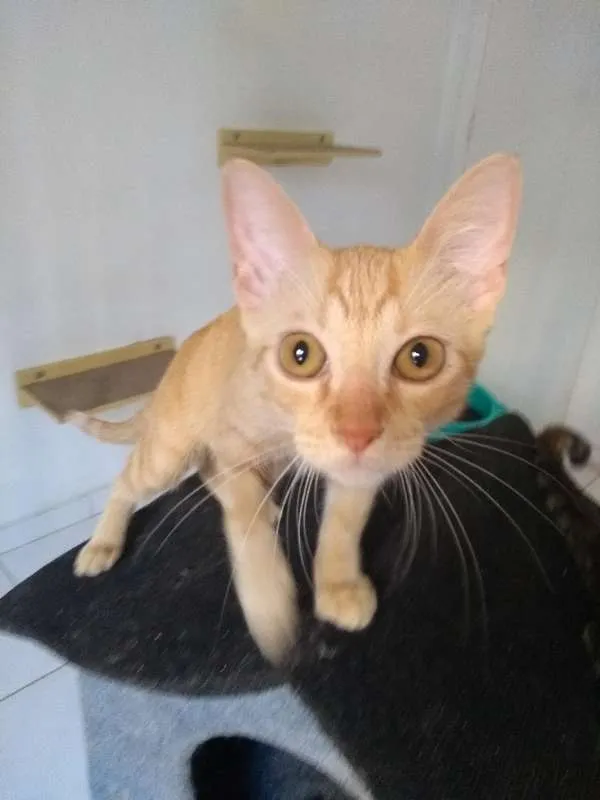 Gato ra a SRD idade 7 a 11 meses nome Quindim