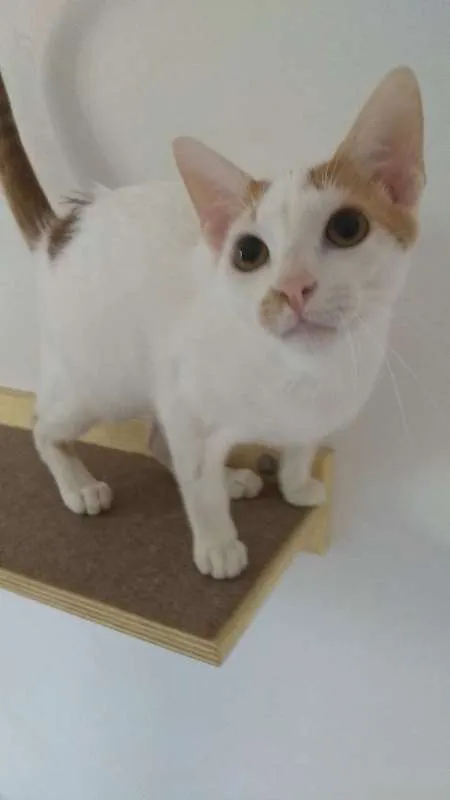 Gato ra a SRD idade 7 a 11 meses nome Minduim
