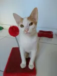 Minduim