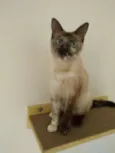 Mia