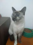 Mia