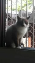Peluda