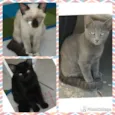 Gatinhos
