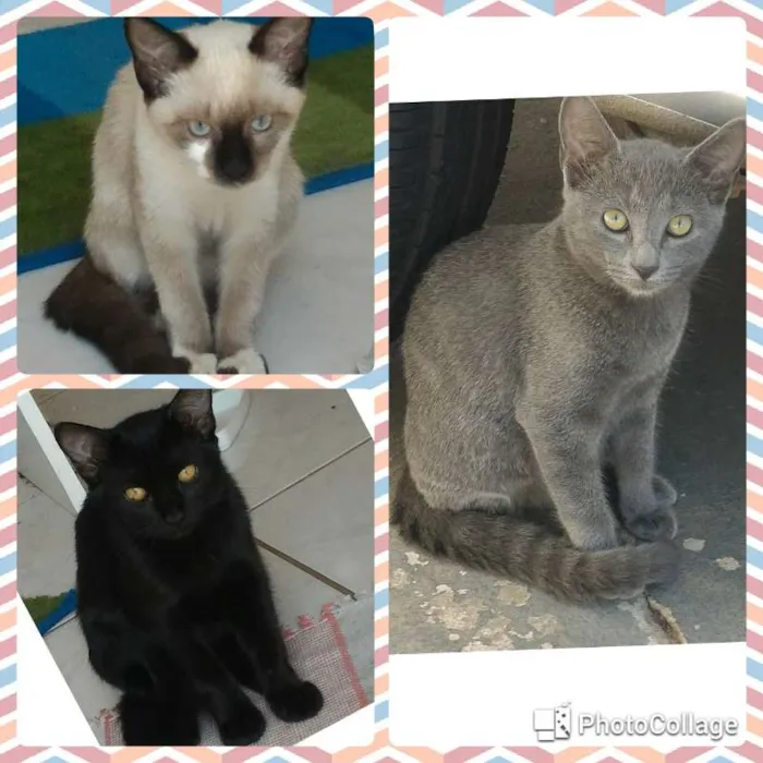 Gato ra a  idade 2 a 6 meses nome Gatinhos