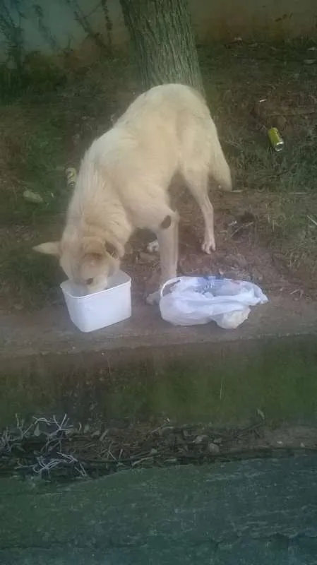 Cachorro ra a Indefinida  idade 3 anos nome Sem nome