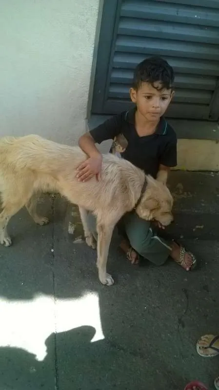 Cachorro ra a Indefinida  idade 3 anos nome Sem nome
