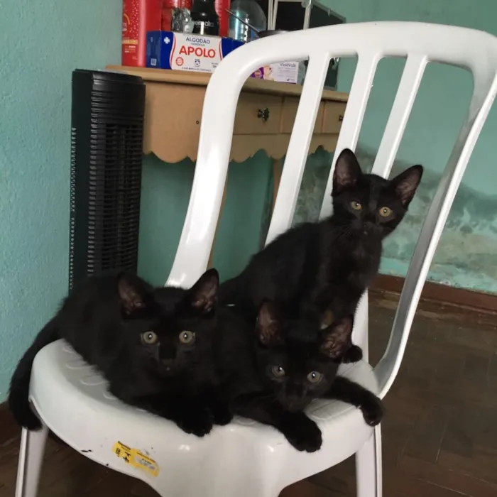 Gato raça Vira lata  idade 2 a 6 meses nome ***