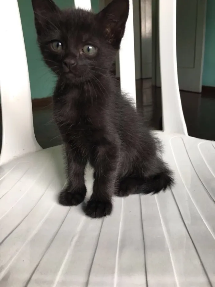 Gato raça Vira lata  idade 2 a 6 meses nome ***