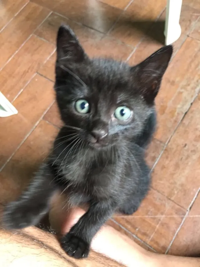 Gato raça Vira lata  idade 2 a 6 meses nome ***