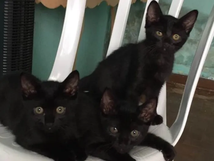 Gato raça Vira lata  idade 2 a 6 meses nome ***