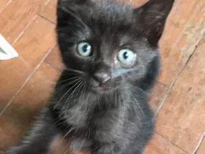 Gato raça Vira lata  idade 2 a 6 meses nome ***