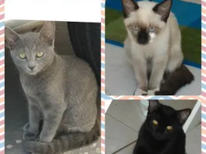 Gato raça  idade 2 a 6 meses nome Gatinhos
