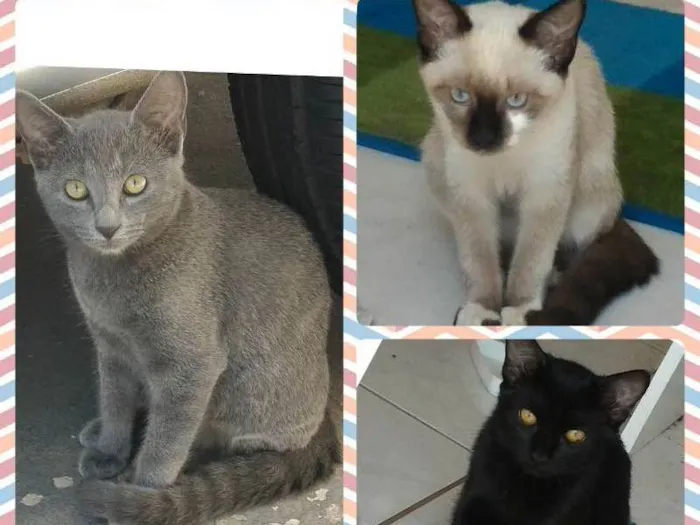Gato ra a  idade 2 a 6 meses nome Gatinhos