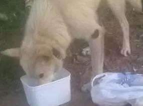 Cachorro ra a Indefinida  idade 3 anos nome Sem nome