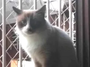 Gato raça Siamês idade 7 a 11 meses nome Peluda