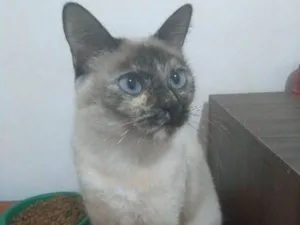 Gato raça srd idade 7 a 11 meses nome Mia