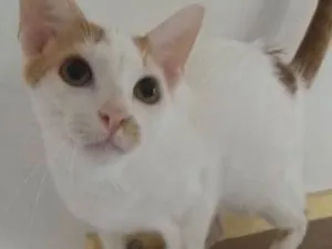 Gato raça SRD idade 7 a 11 meses nome Minduim