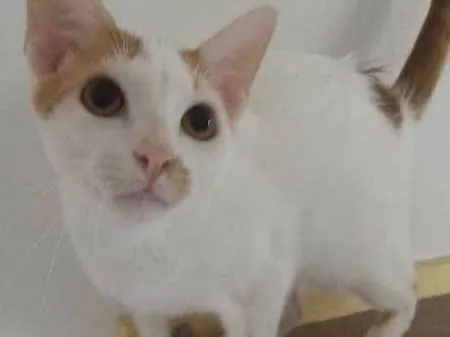 Gato ra a SRD idade 7 a 11 meses nome Minduim