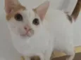 Minduim