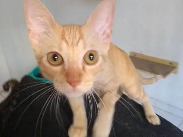 Gato ra a SRD idade 7 a 11 meses nome Quindim