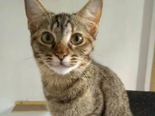 Gato ra a SRD idade 7 a 11 meses nome Pandora