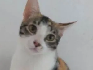 Gato raça Srd idade 7 a 11 meses nome Tina