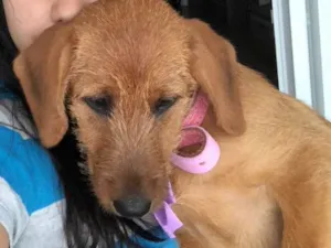 Cachorro raça Indefinida  idade 2 a 6 meses nome Paçoca 