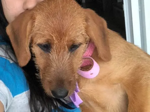 Cachorro ra a Indefinida  idade 2 a 6 meses nome Paçoca 