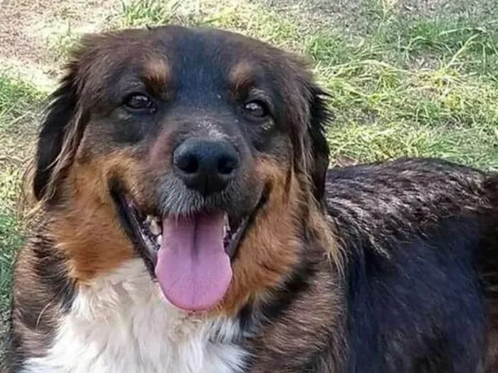 Cachorro ra a srd idade 2 anos nome Oliver