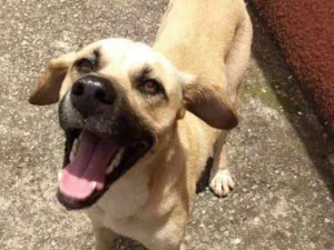 Cachorro raça Indefinido  idade 2 anos nome Sem nome 